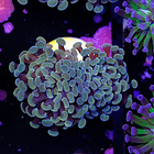 Euphyllia baliensis gold (1head) Grade B 2