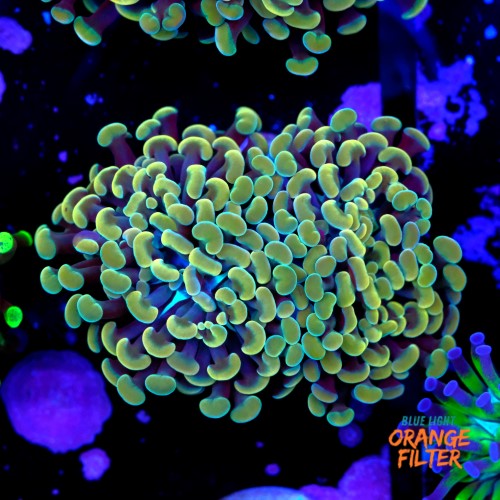 Euphyllia baliensis gold (2head) Grade B 1