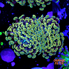 Euphyllia baliensis gold (2head) Grade B 1