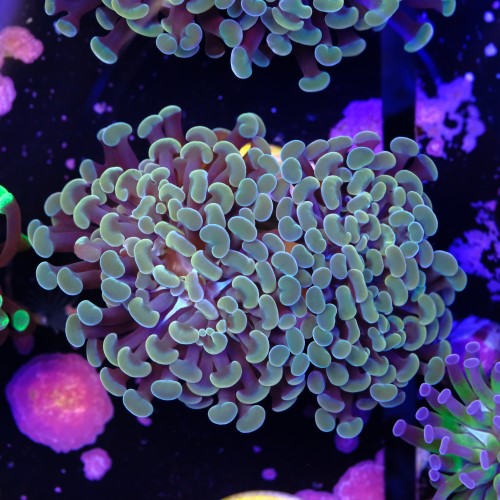 Euphyllia baliensis gold (2head) Grade B 2