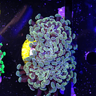 Euphyllia baliensis gold (2head) Grade B 2