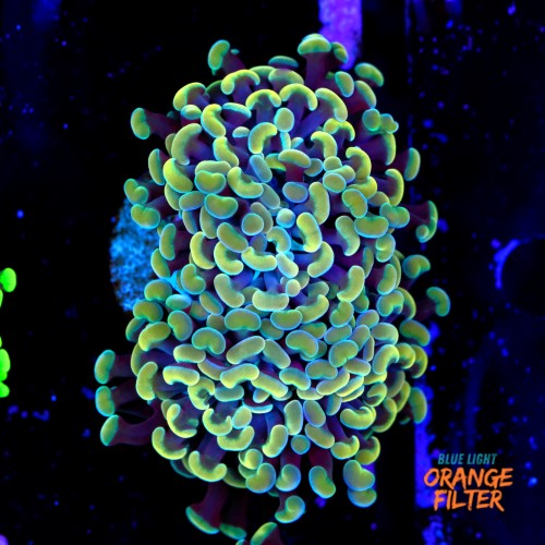 Euphyllia baliensis gold (2head) Grade B 1