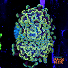 Euphyllia baliensis gold (2head) Grade B 1