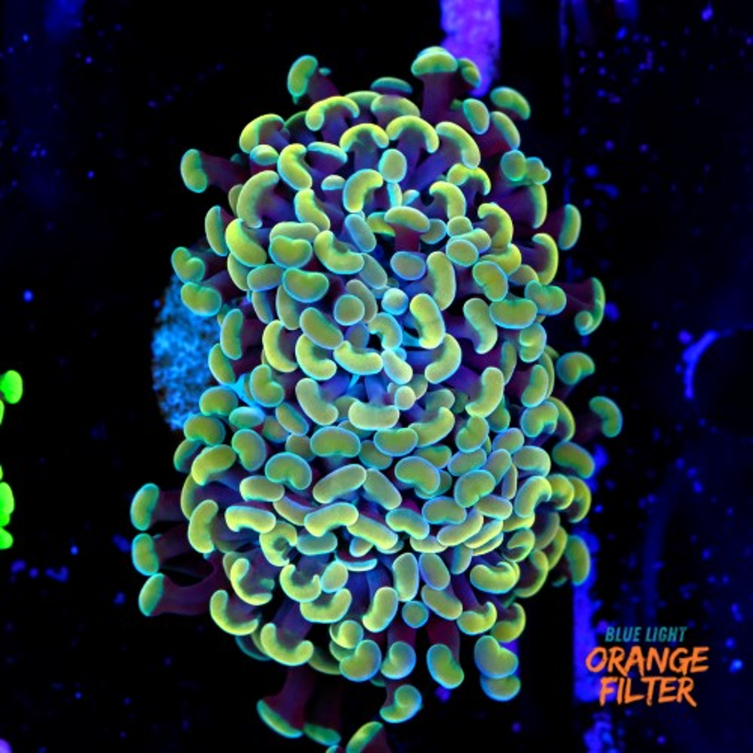 Euphyllia baliensis gold (2head) Grade B