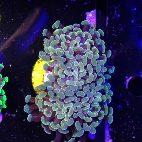 Euphyllia baliensis gold (2head) Grade B 2