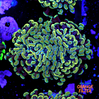 Euphyllia baliensis gold (2head) Grade B 1