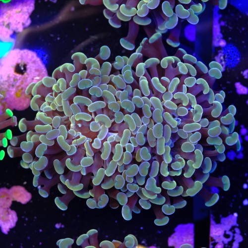 Euphyllia baliensis gold (2head) Grade B 2