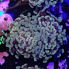 Euphyllia baliensis gold (2head) Grade B 2