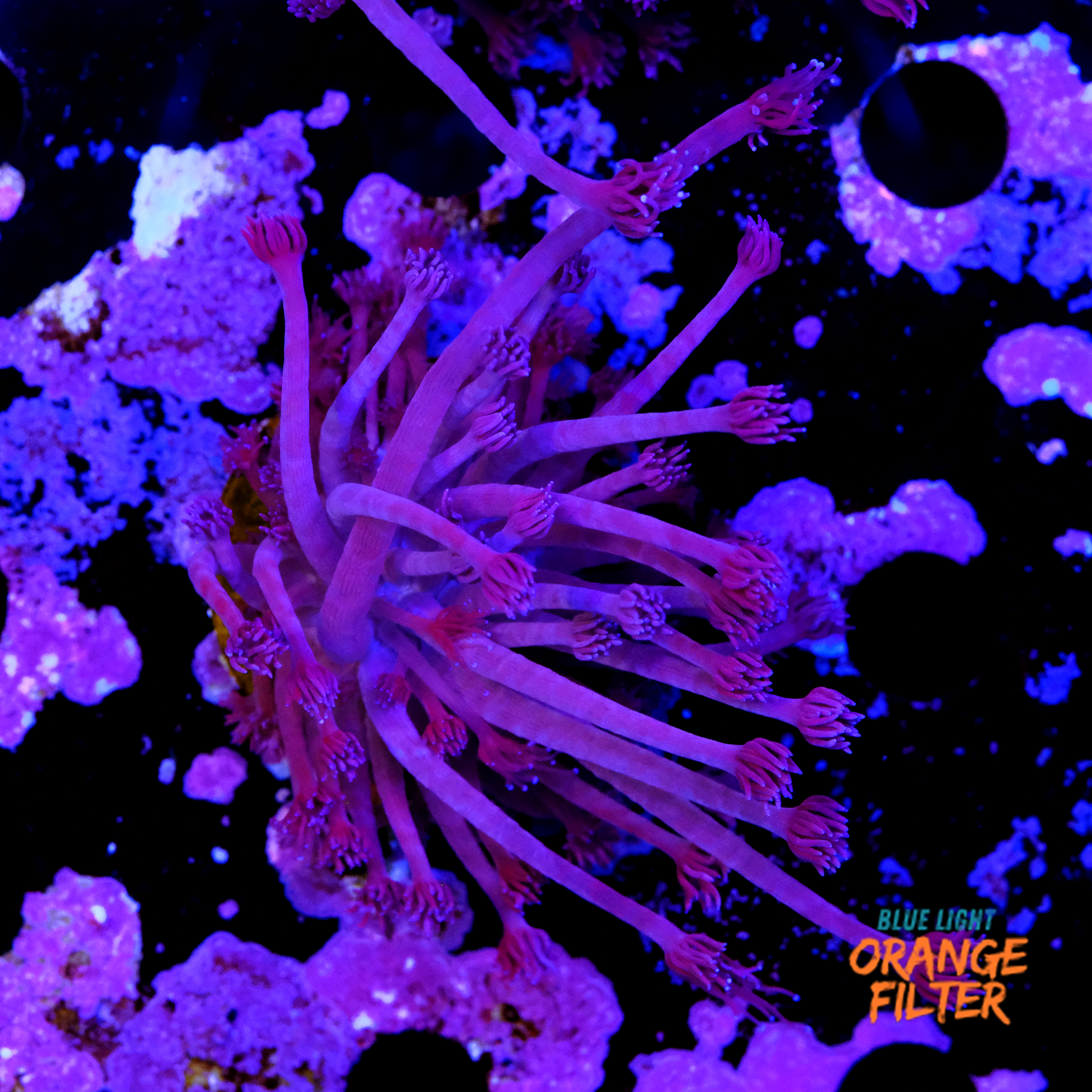 Euphyllia purple  1