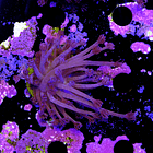Euphyllia purple  2