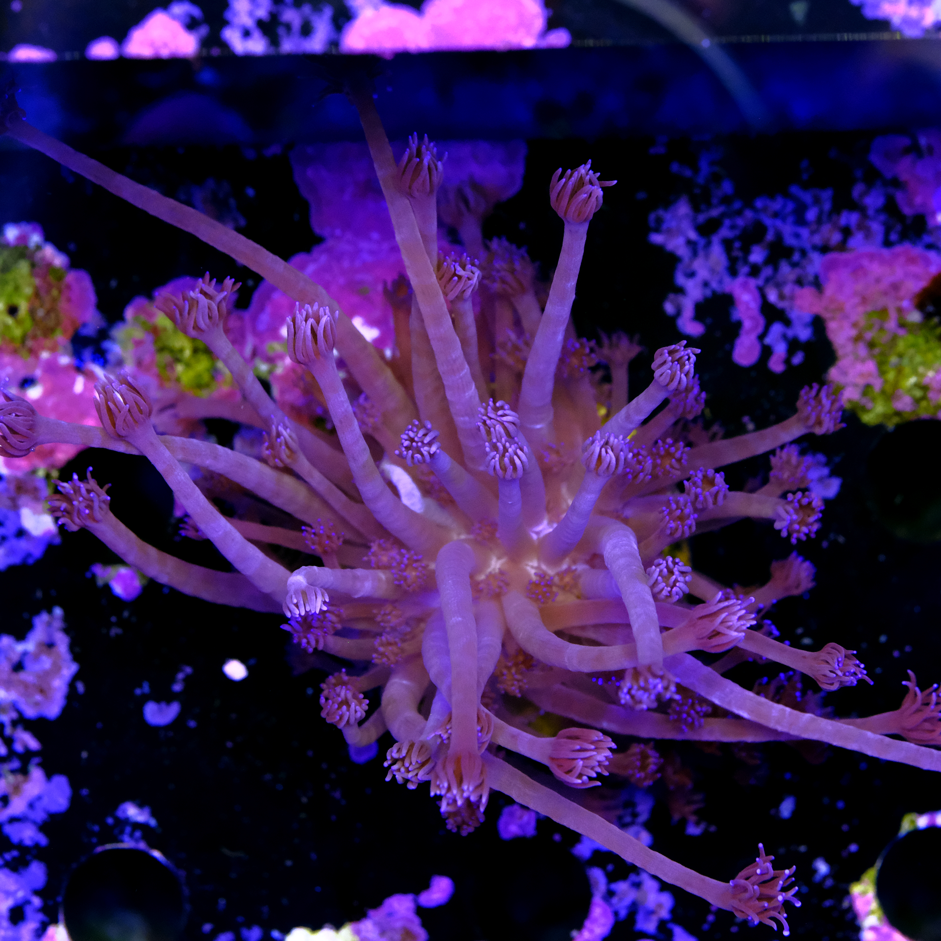 Goniopora purple  2
