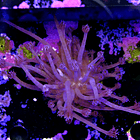 Goniopora purple  2