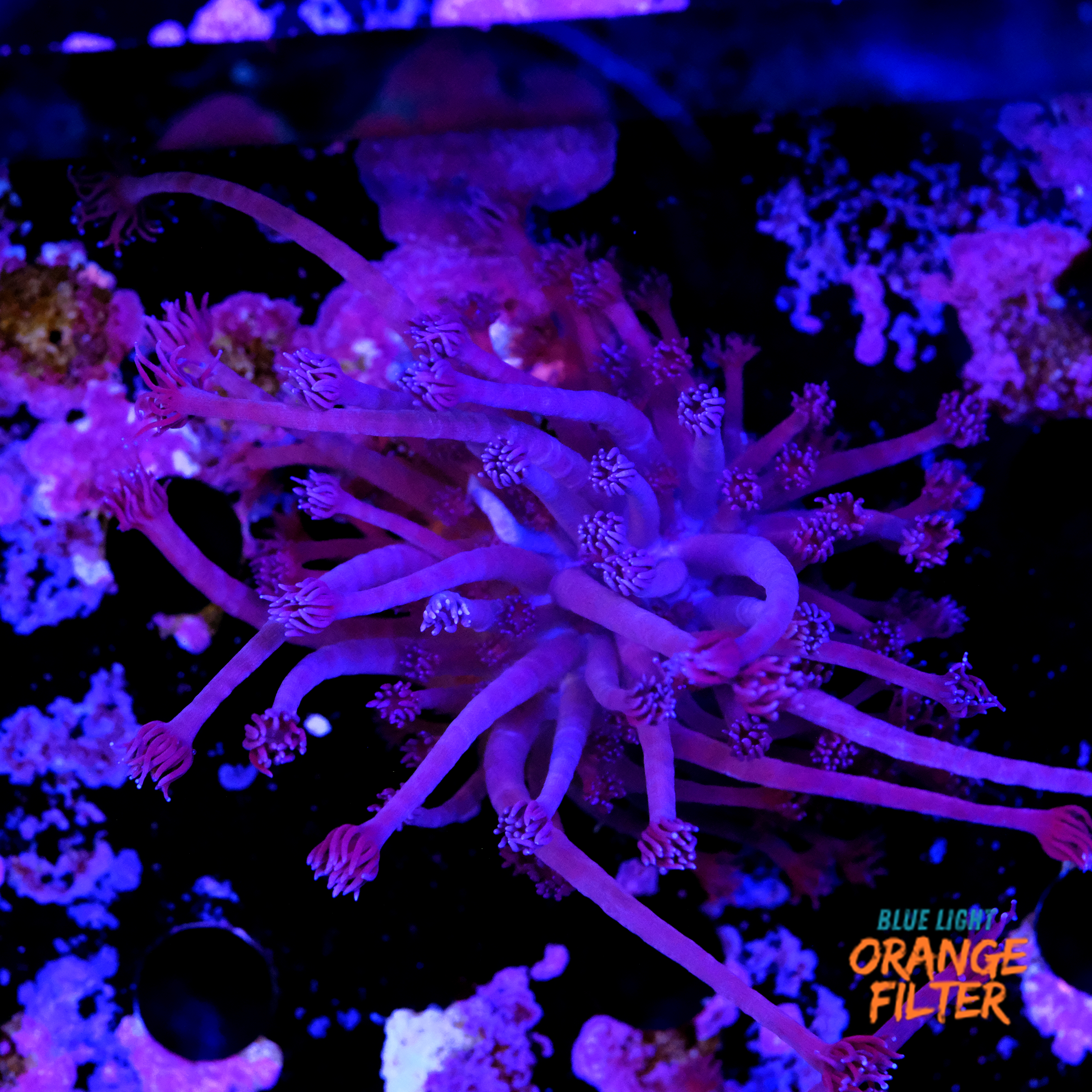Goniopora purple  1