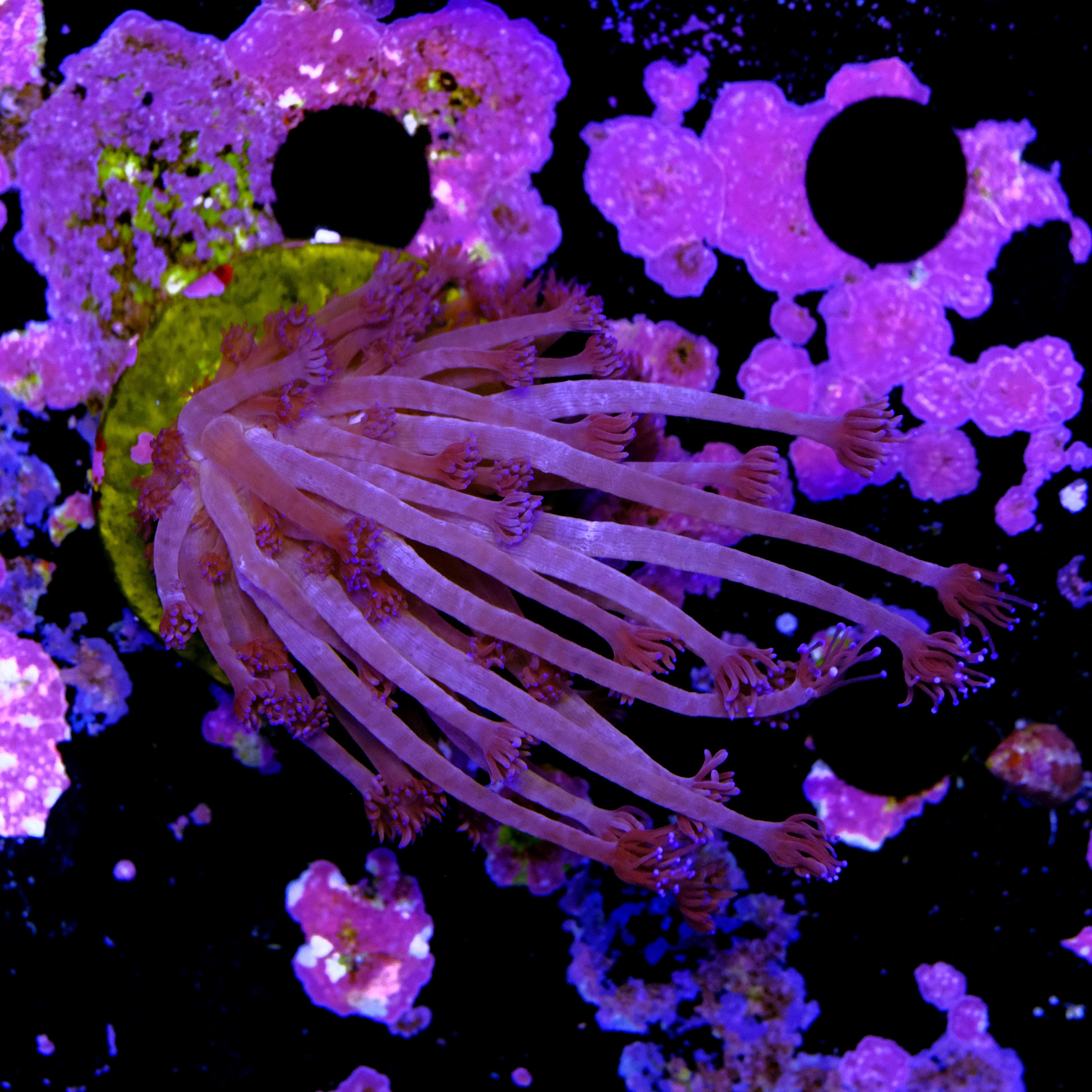 Goniopora purple  2