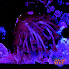 Goniopora purple  1