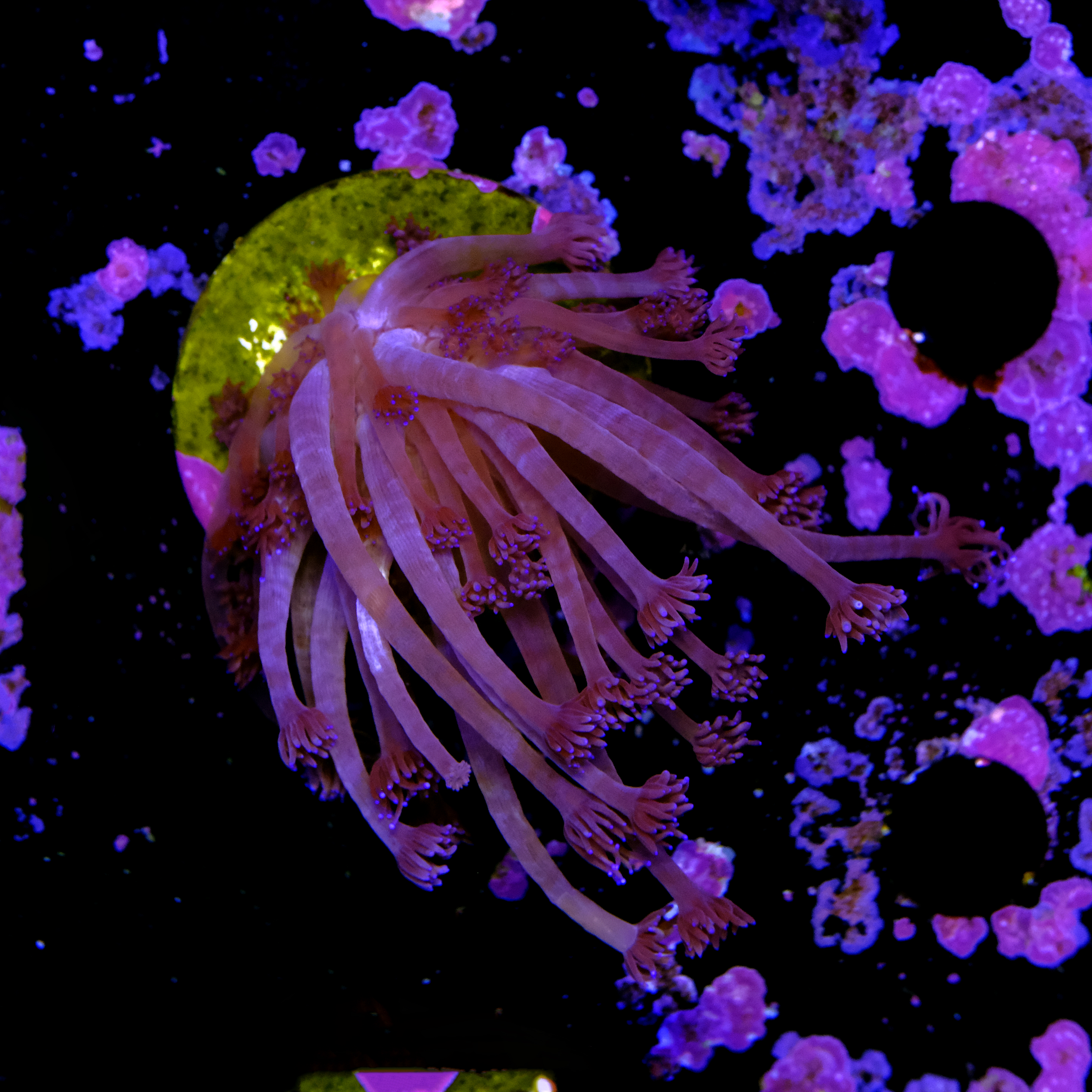 Goniopora purple  2