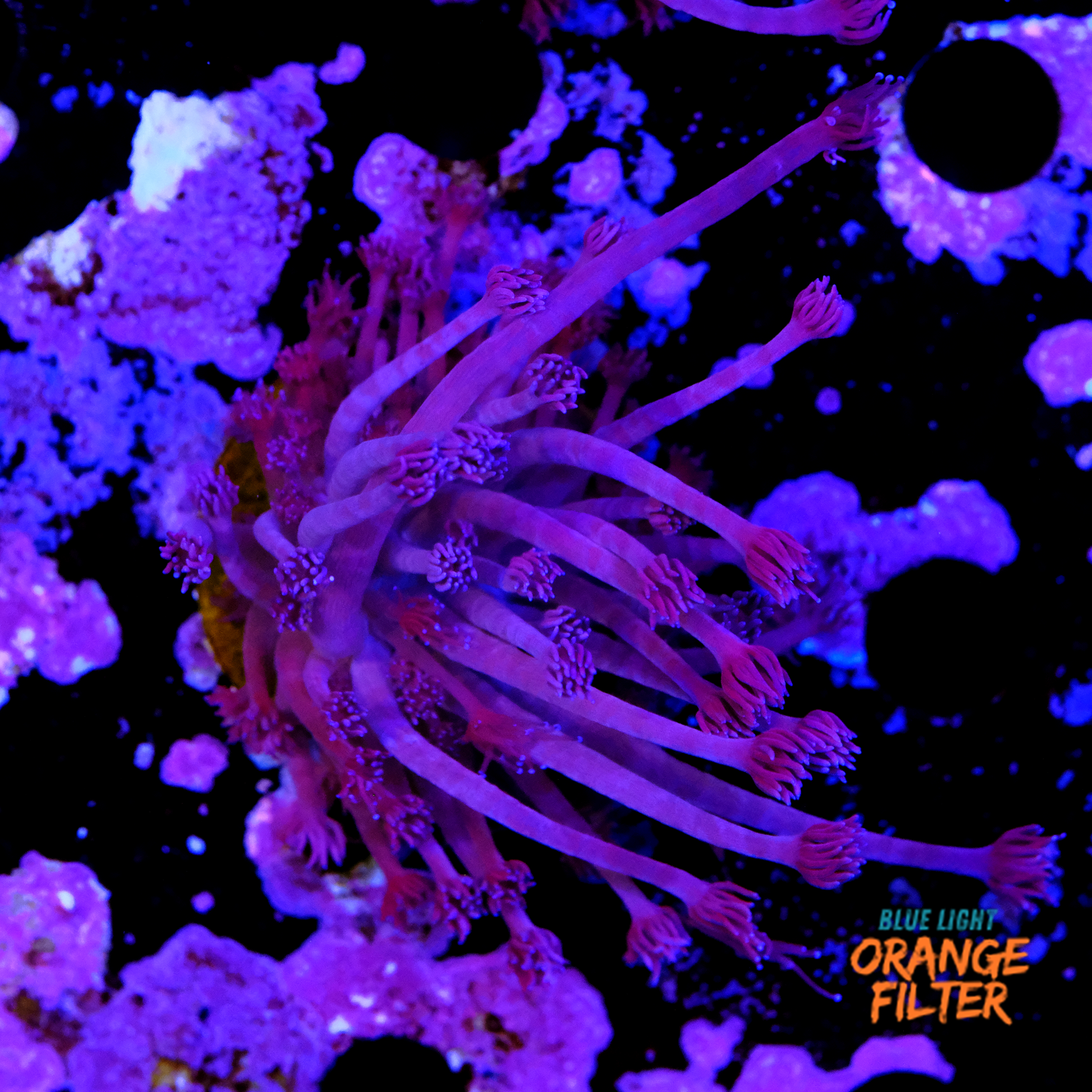Goniopora purple  1