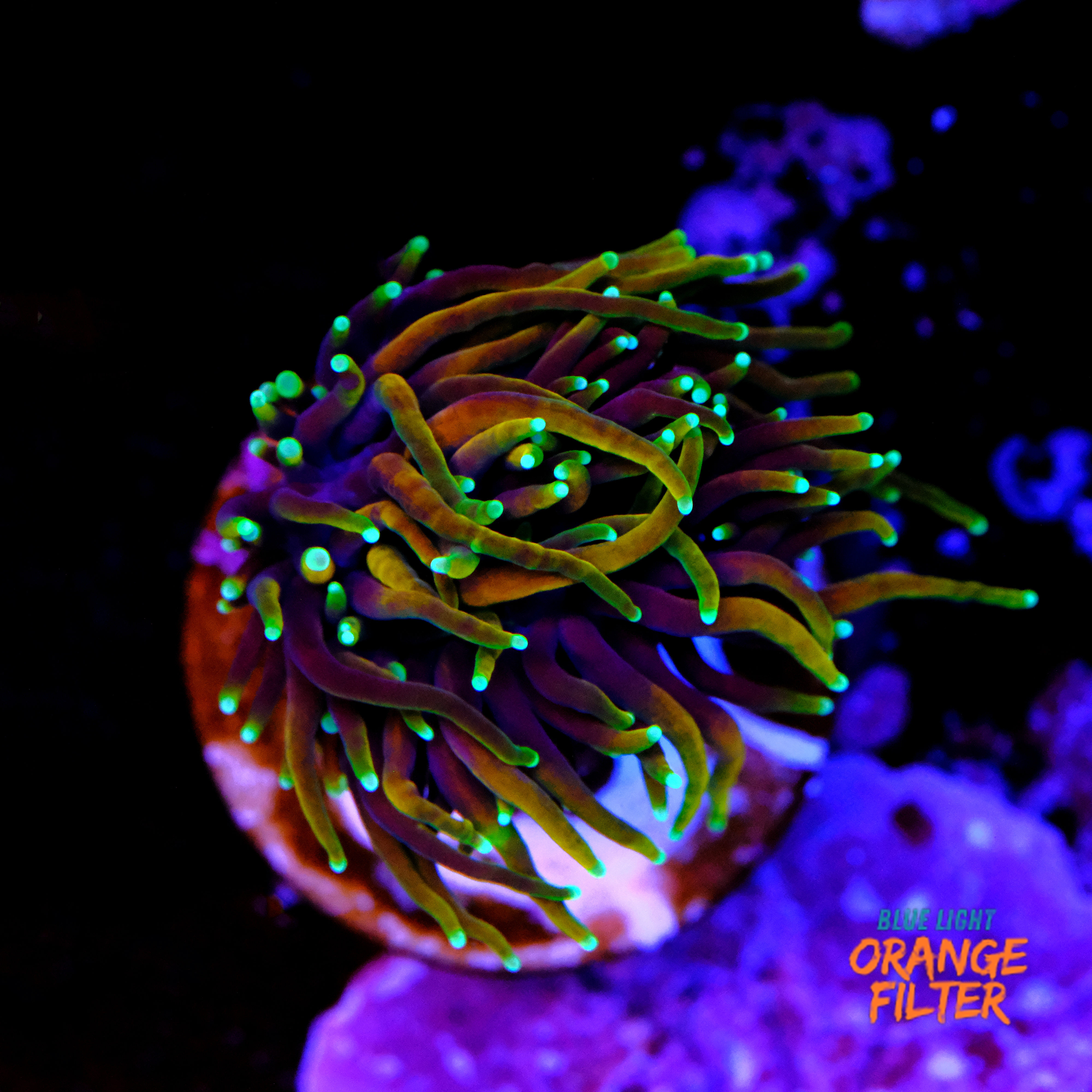 Euphyllia dragon soul (1head) 1