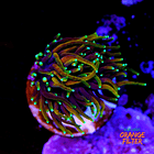 Euphyllia dragon soul (1head) 1