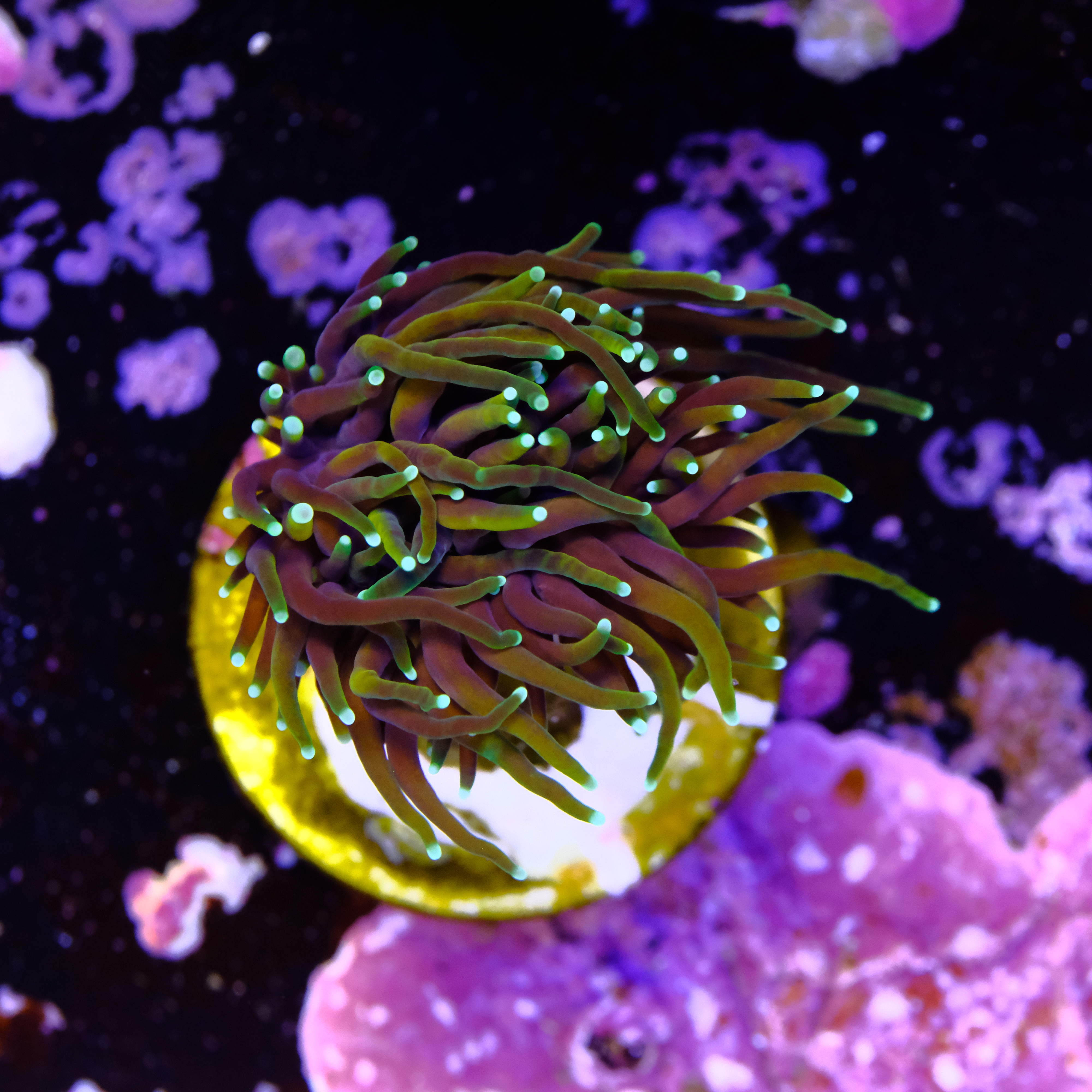 Euphyllia dragon soul (1head) 2