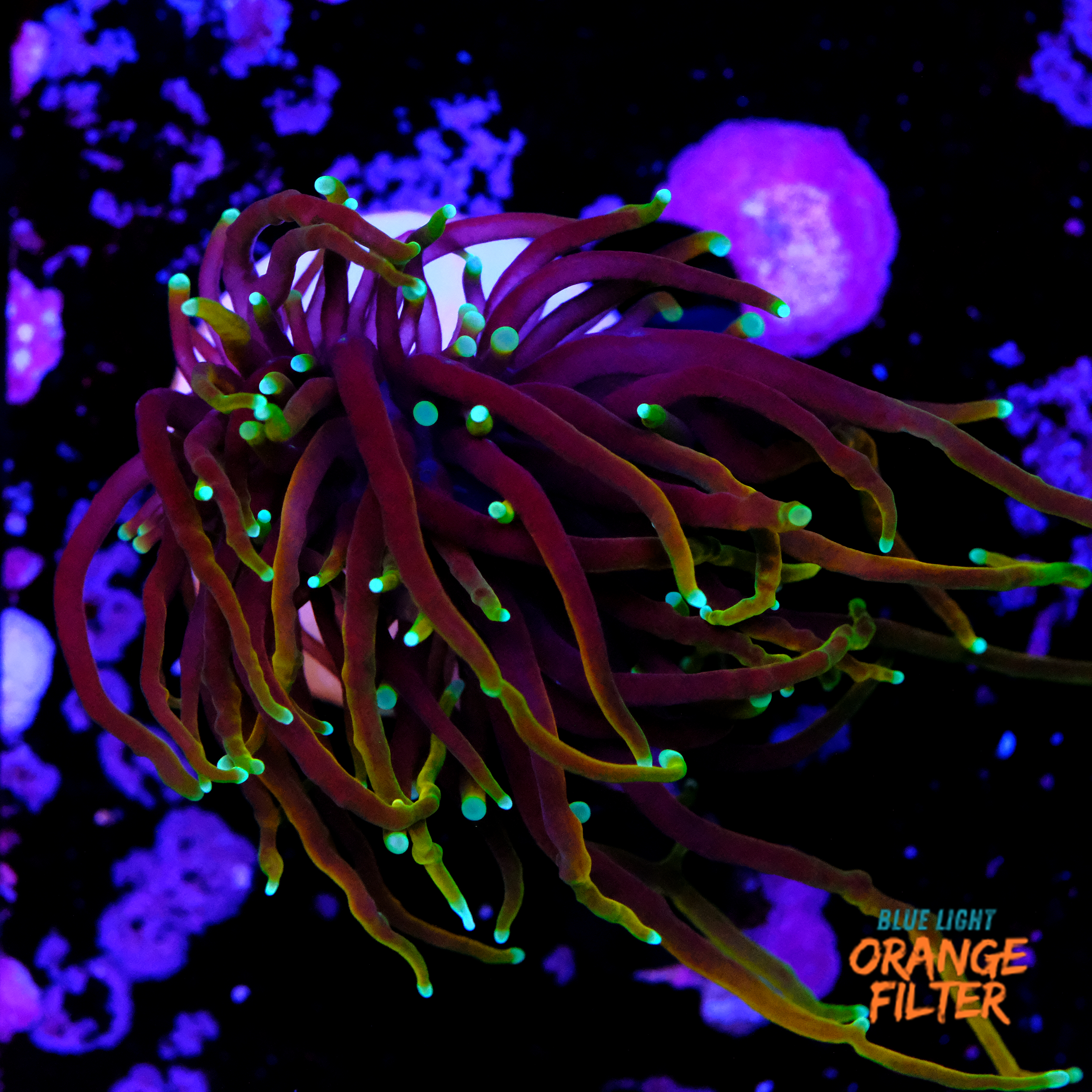 Euphyllia dragon soul (1head) 1