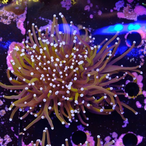 Euphyllia gold torch (3head - not fragable) 2