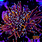 Euphyllia gold torch (3head - not fragable) 1