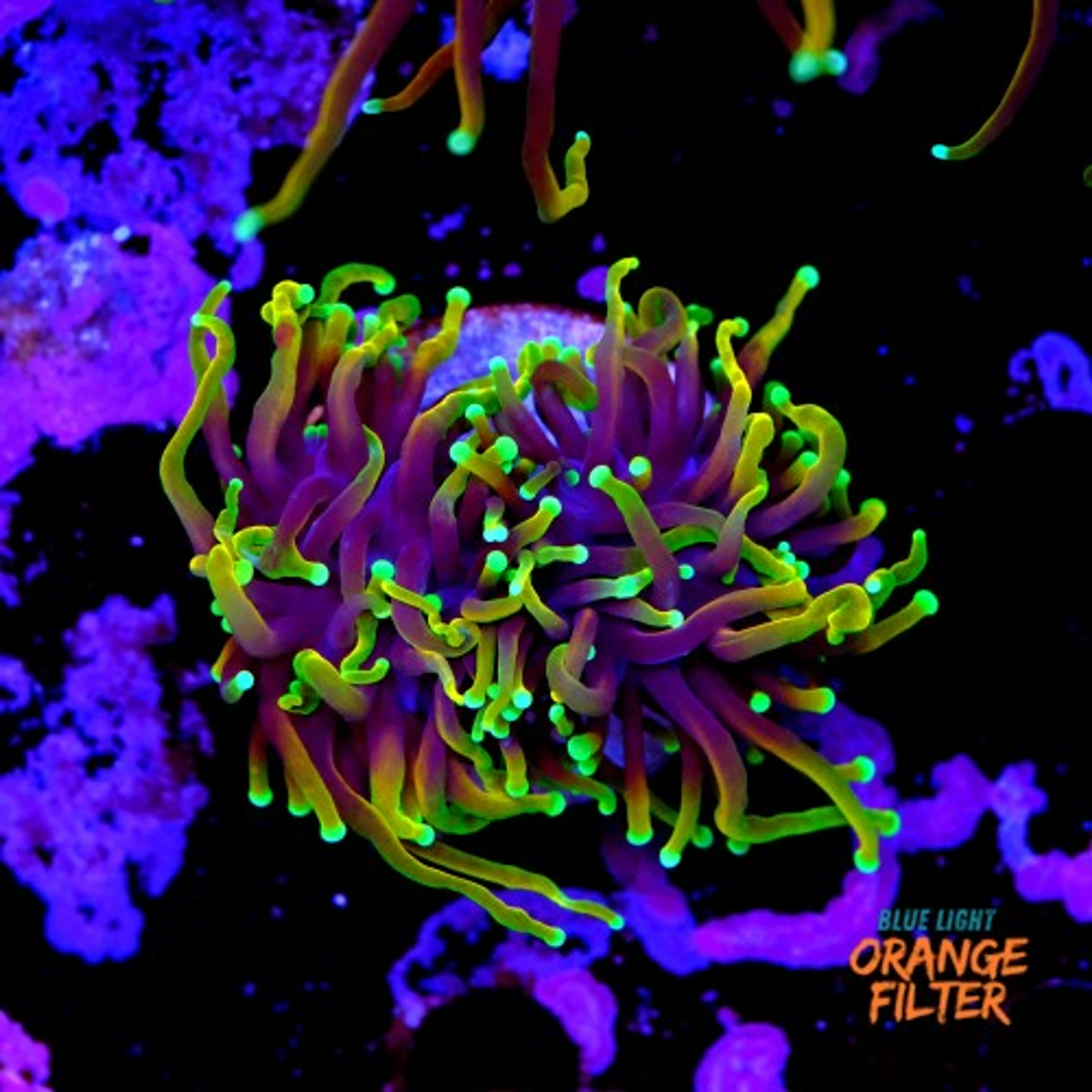 Euphyllia dragon soul (2head - not fragable)