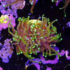 Euphyllia dragon soul (2head - not fragable) 2