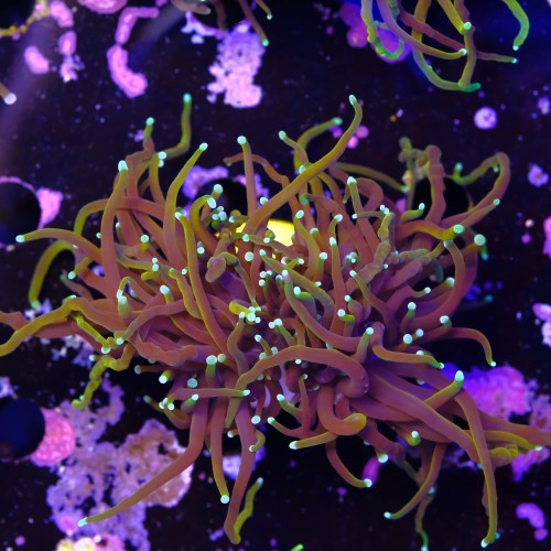 Euphyllia dragon soul (2head - not fragable) 2