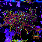 Euphyllia dragon soul (2head - not fragable) 1