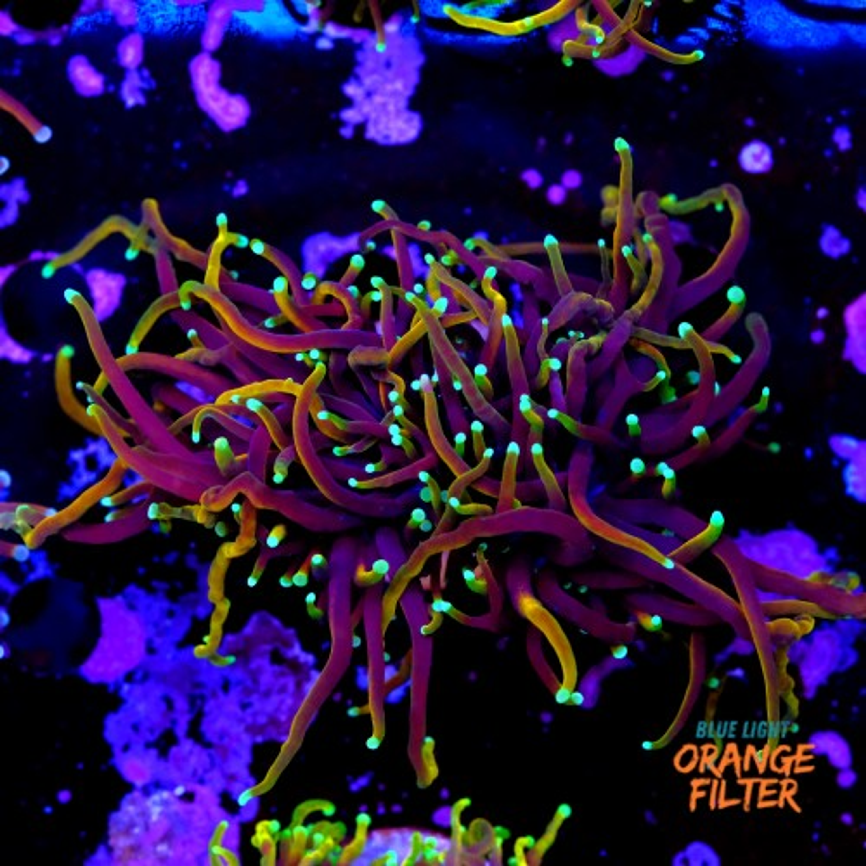 Euphyllia dragon soul (2head - not fragable)