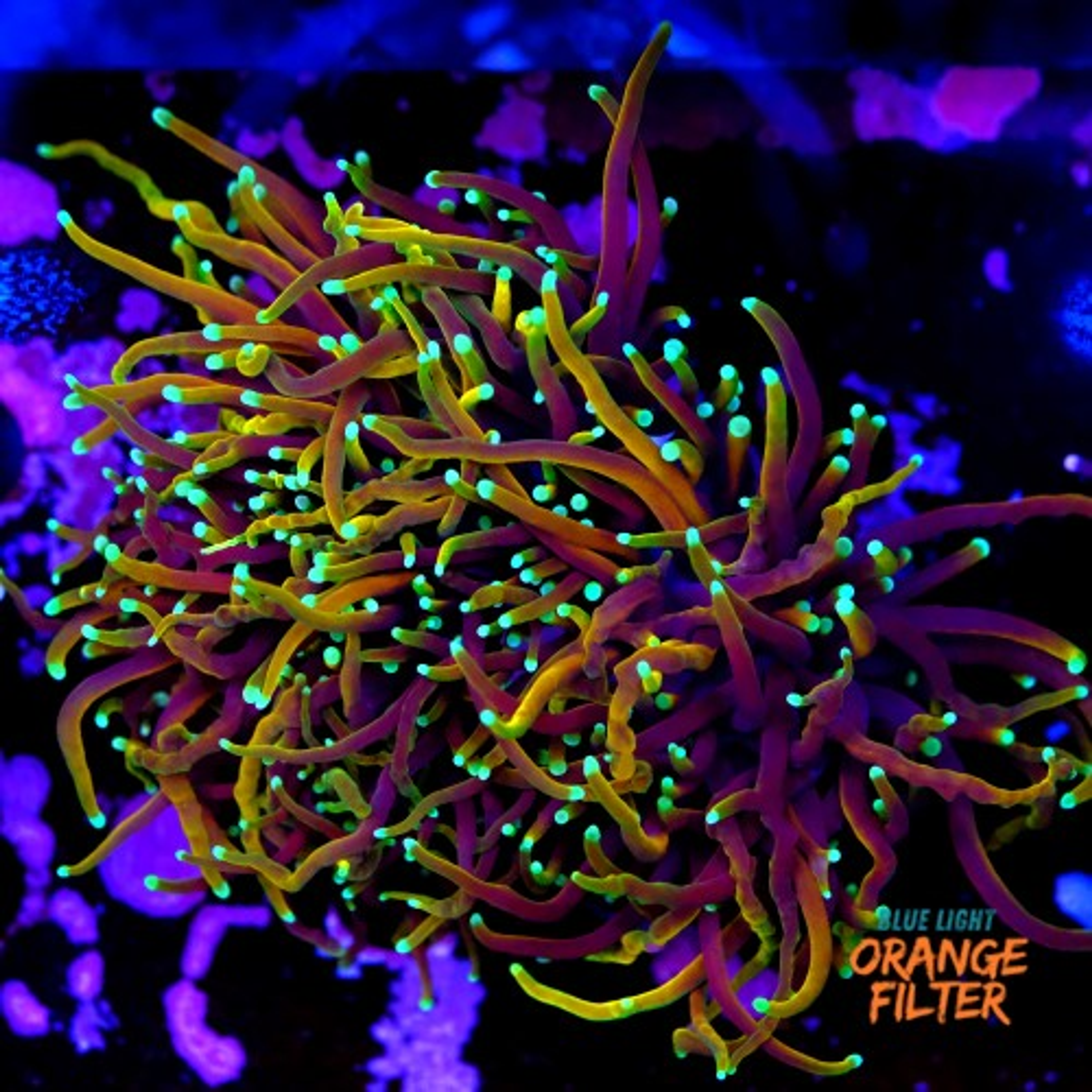 Euphyllia dragon soul (3head - not fragable)