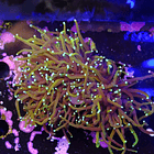 Euphyllia dragon soul (3head - not fragable) 2