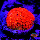 Bernardpora red with yellow mouth 1