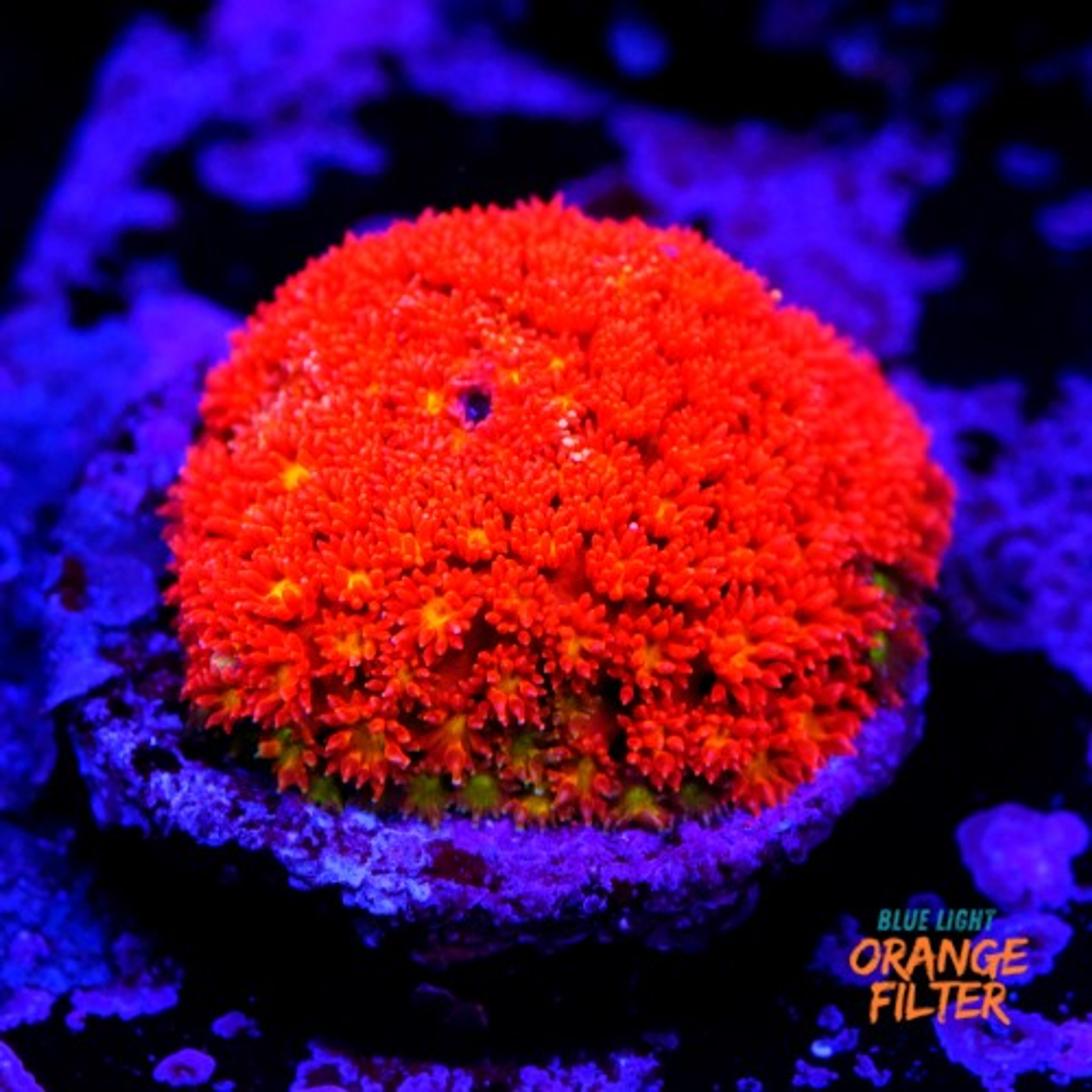 Bernardpora red with yellow mouth