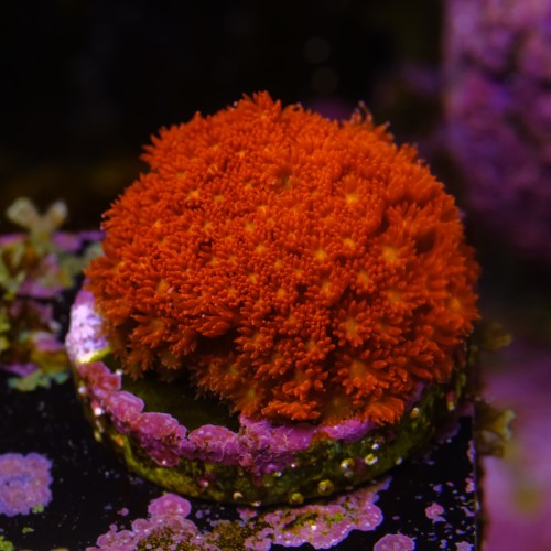 Bernardpora red with yellow mouth 2