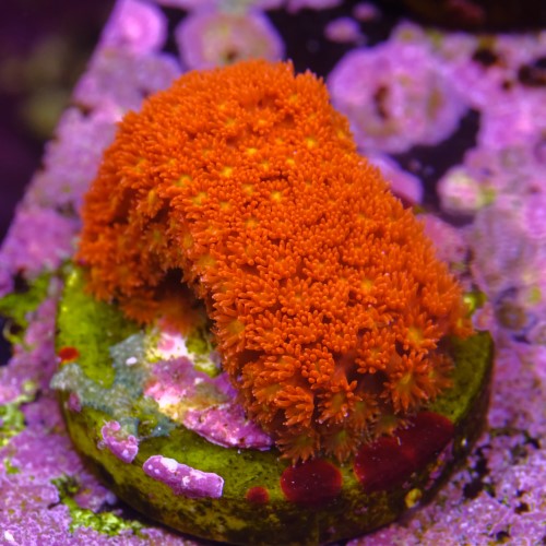 Bernardpora red with yellow mouth 2