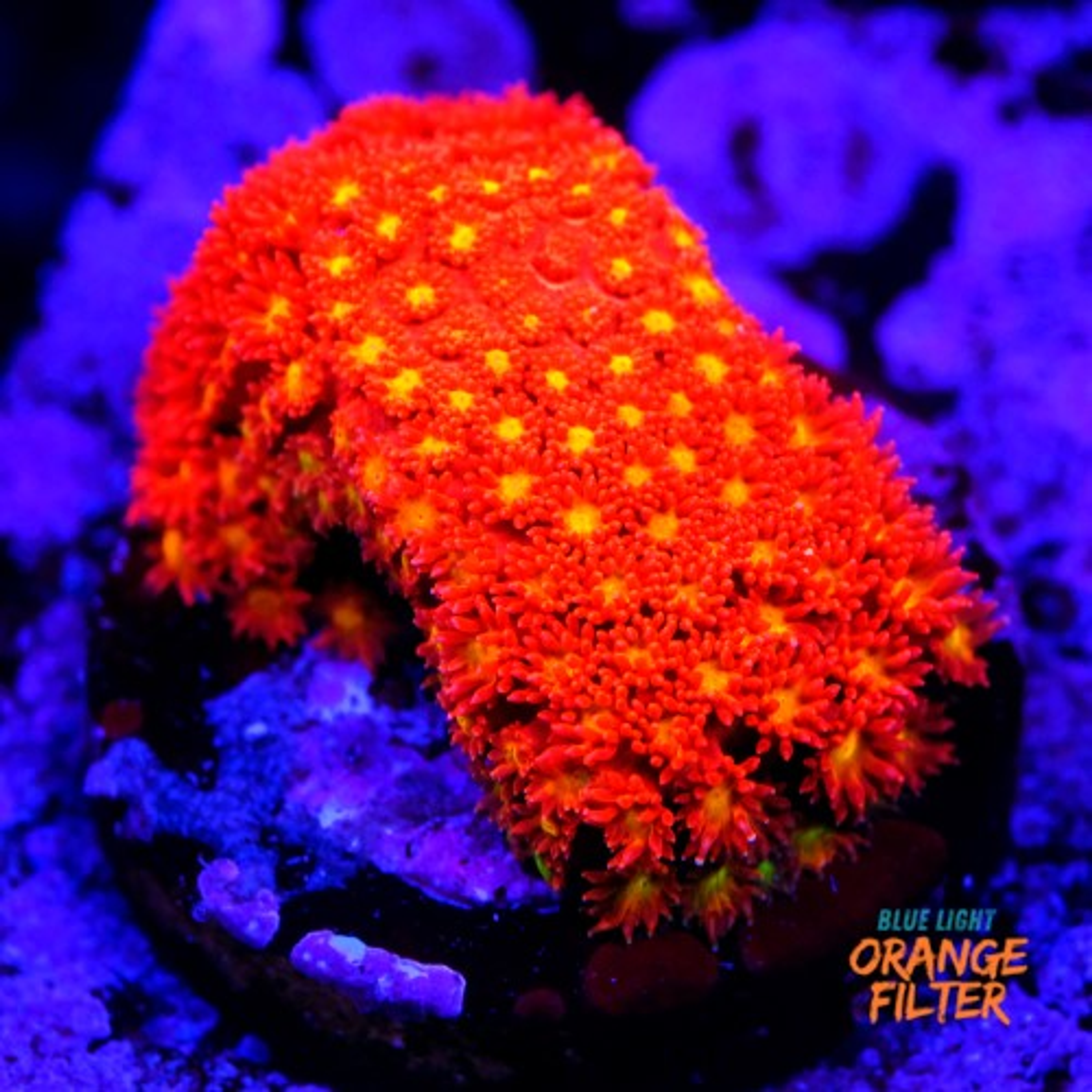 Bernardpora red with yellow mouth