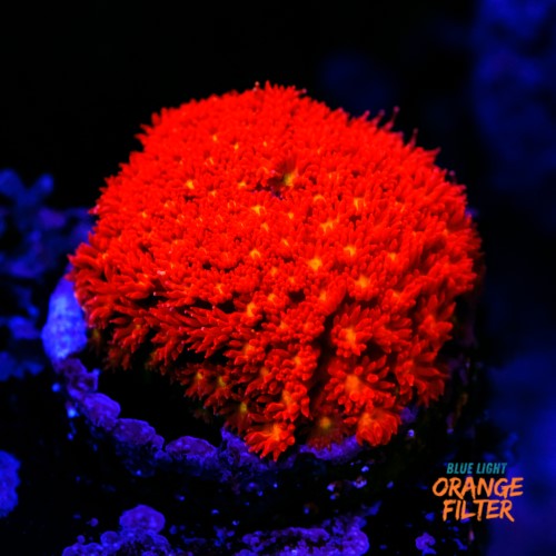 Bernardpora red with yellow mouth 1