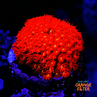 Bernardpora red with yellow mouth 1