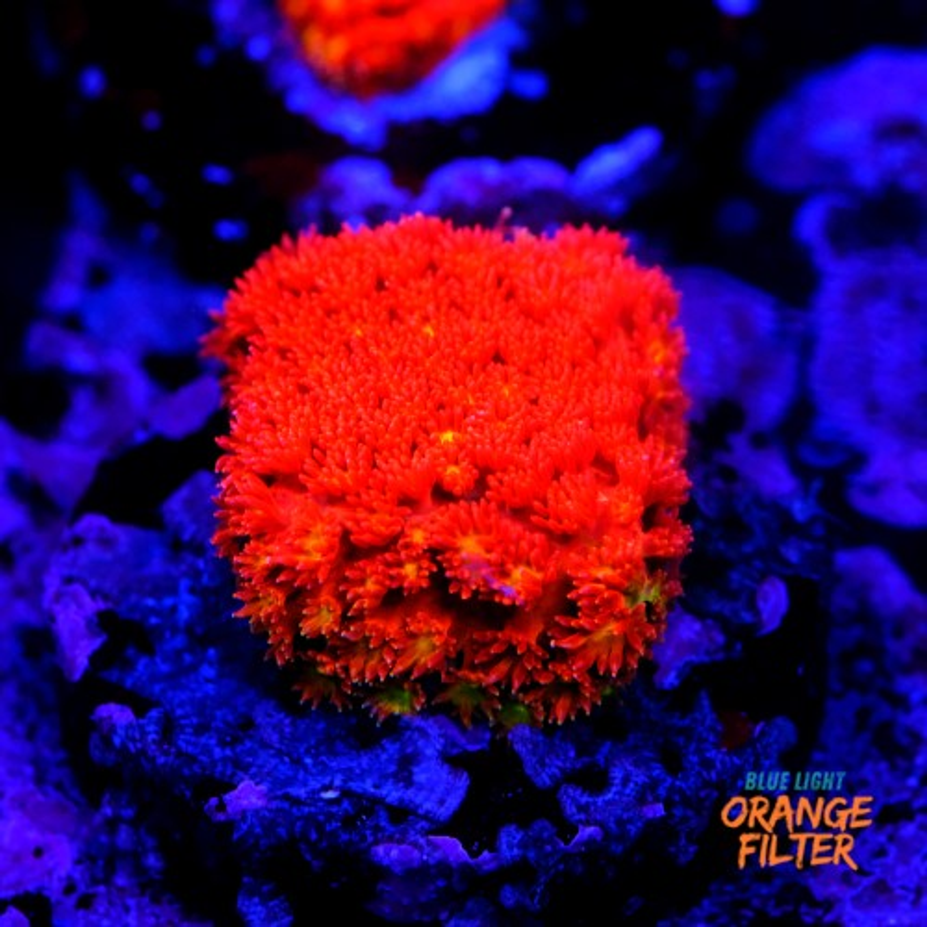 Bernardpora red with yellow mouth