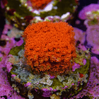 Bernardpora red with yellow mouth 2