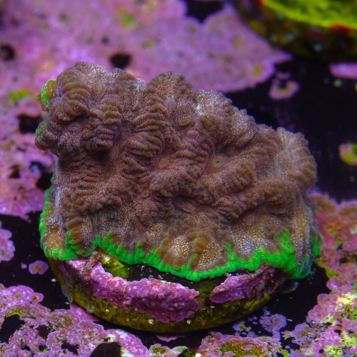 Favia “WWC bejeweled” 2