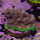 Favia “WWC bejeweled” 2