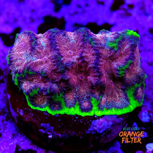 Favia “WWC bejeweled” 1