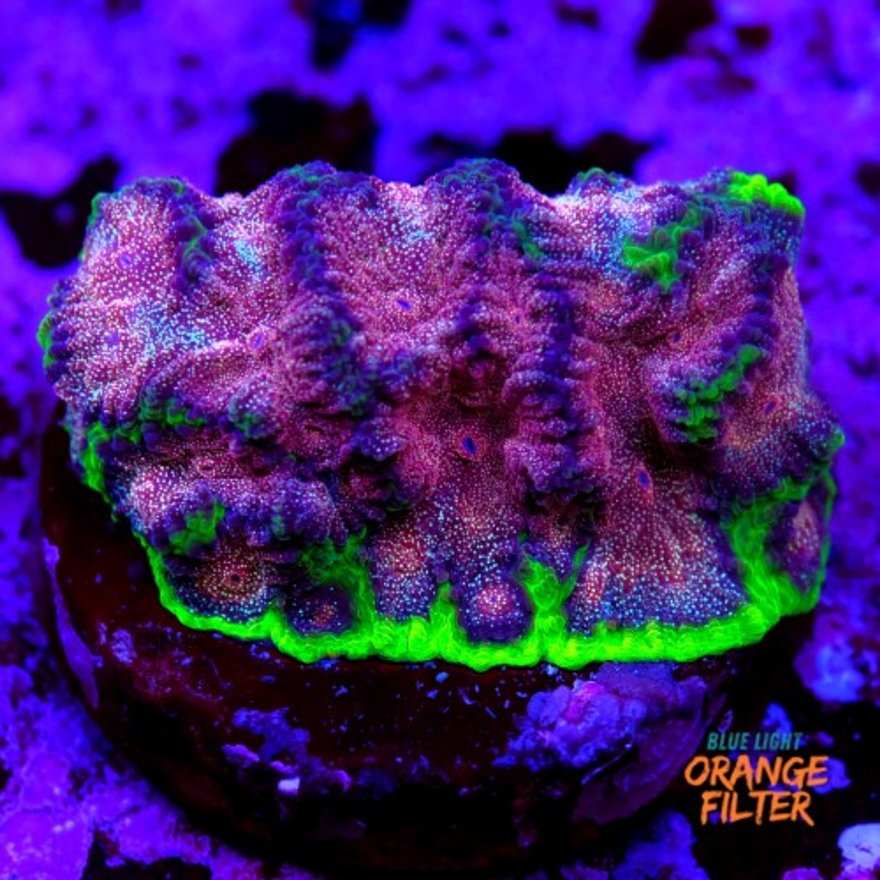 Favia “WWC bejeweled”