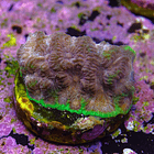 Favia “WWC bejeweled” 2