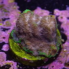 Favia “WWC bejeweled” 2