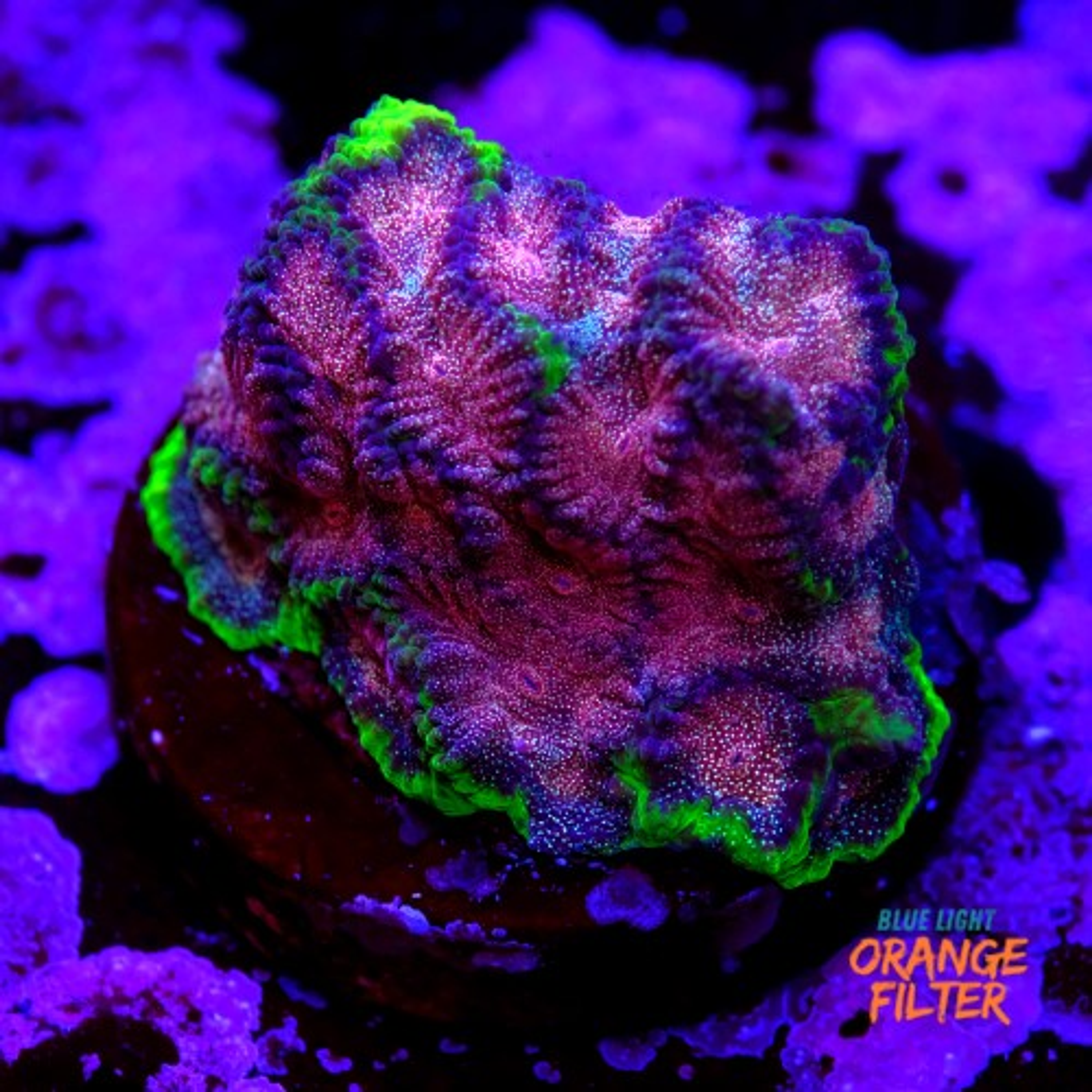 Favia “WWC bejeweled”